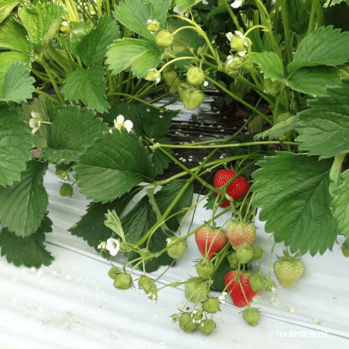 oogst aardbeien oogst aardbeien