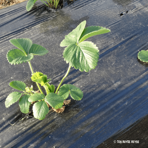 aardbeiplanten aardbeiplanten