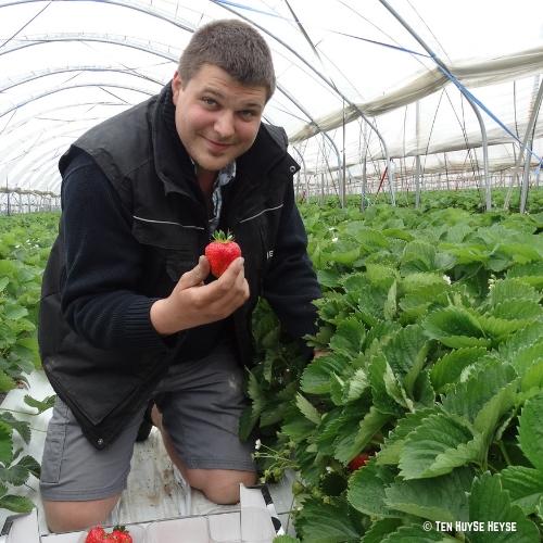 Jelle Heyse aardbeien Vinkt Jelle Heyse aardbeien Vinkt